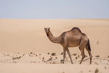 velbloud, poušť, Dubaj, Spojené arabské emiráty, rozsáhlé krajiny, písečné duny, volně žijících živočichů, Vyprahlé prostředí, střední východ, Příroda, písek