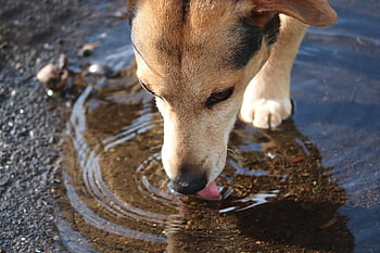 chien, flaque, boisson, assoiffé, eau, animal de compagnie, animal, chien domestique, canin, mammifère, slurp