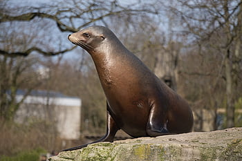 těsnění, zoo, savec, vodní život, mořský život, volně žijících živočichů, lachtan, zvíře, Příroda, stvoření, mořští savci