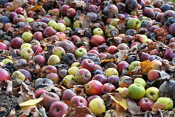 apples, fallen Apples, rot, compost, waste, fruit, mold