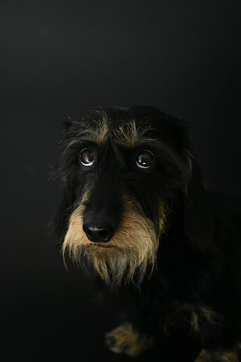 long-coated black dog, wirehaired dachshund, cute puppy, dark backdrop, black dog, wirehaired coat, dachshund puppy, black and tan, pet portrait, dog photography, animal photography