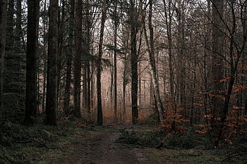 forest, nature, trees, wilderness, woods, path, outdoors, mood, landscape, forestpath