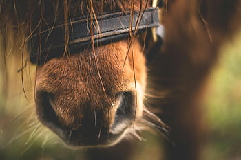 horse nose, close-up, brown horse, muzzle, nostril, texture, fur, bridle, detailed view, animal photography, equestrian