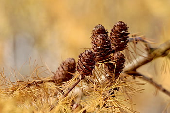 larch, larix, pine Family, tap, autumn Colors, yellow Leaves, discoloration
