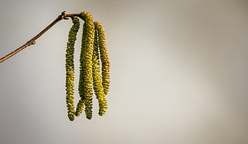 hazelnut Bush, kitten, birch Family, branch, spring, tree, male Inflorescence, nature