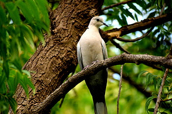 white and grey bird, perched on tree, serene dove, resting on branch, vibrant green forest, tree branch, bird photography, nature scene, wildlife image, forest bird, peaceful bird