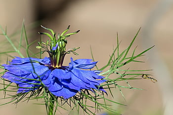 elfoglalt lizzie, lebegnek, virágzik, virágzás, nigella damascena, kék virág, bezár, kert, természet