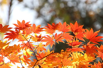 foglie d'acero, autunno, le foglie, fogliame, foglie d'autunno, fogliame autunnale, colori autunnali, stagione autunnale, foglie d'arancio, fogliame arancione, foresta