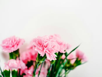 fiori di garofano rosa, da vicino la fotografia, garofano rosa in fiore, focalizzazione morbida, petali delicati, fotografia floreale, fiori rosa, mazzo di garofani, primo piano del fiore, Fiori a fuoco morbido, Petali di fiori delicati