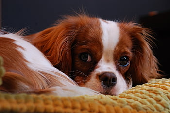 cavalier King Charles Spaniel, spaniel, dog, dog Breed, nature, purebred, cavalier, puppy, blenheim, pet, canine