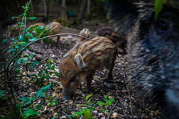 wild Boar, pig, sows, the Animal, nature, zoo, mammals, the Bristles, forest, wild, piglet