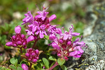 rododendron, divoká rostlina, Rose z Alp, Příroda, rhododendron hirsutum, růžové květy, keř, pupeny, flóra, hora, kvetoucí