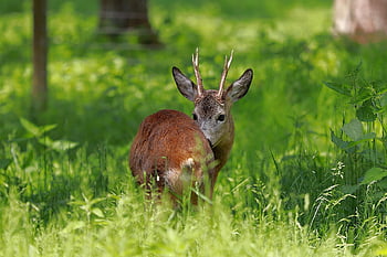 cervo, animale, foresta, cucciolo, mammifero, natura, animale selvaggio, animale della foresta, ramificazione, prato, natura selvaggia