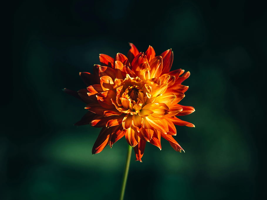 orange chrysanthemum, grandiflorum flower, bloom, orange flower, chrysanthemum grandiflorum, flower in bloom, orange petals, floral photography, nature photography, garden flower, flower close-up
