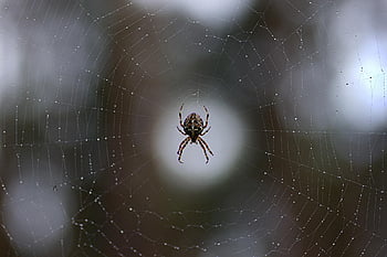 spider, arachnid, spider Web, cobweb, web, orb, weaver, insect, bug, arachnophobia, nature