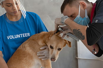dog checkup, veterinary clinic, volunteer assistant, indoor checkup, vet performing checkup, dog health, veterinary care, pet checkup, veterinary assistant, dog examination, indoor veterinary care