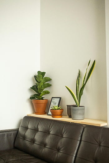green potted plants, sofa, living room, leather sofa, potted plants, shelf, stylish living room, indoor plants, home decor, modern living room, plant decoration