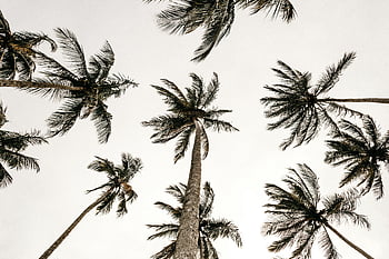 palmy, fotografování s nízkým úhlem, čisté nebe, letní atmosféra, vysoké palmy, nízký úhel pohledu, tropické scény, kokosové palmy, plážové fotografie, přírodní pozadí, venkovní fotografie