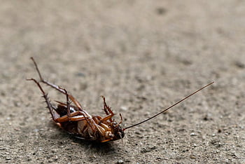 šváb, Leží na zádech, písečný povrch, detail, hmyz, přízemní, detailní, makro, škůdce, Chyba, entomologie