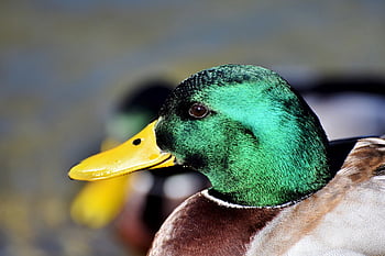 mallardo, anatra, uccello acquatico, uccello di anatra, pollame, drake, uccello, becco, uccello selvatico, piume, natura