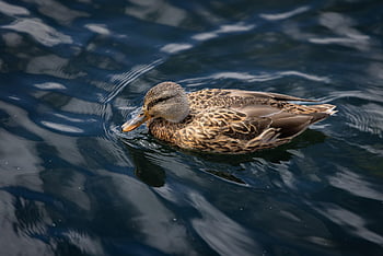 mallard, duck, bird, animal, feathers, plumage, beak, swimming, waterfowl, lake, wildlife