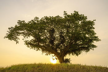 tree, alone, hill, old, hilltop, sunset, landscape, nature, sun, golden Hour, beautiful