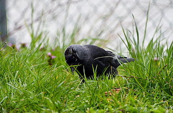 küçük karga, kuş, corvus monedula, siyah tüyleri, gri ense, batı küçük karga, corvid, hayvan, yaban hayatı, gaga, çimen