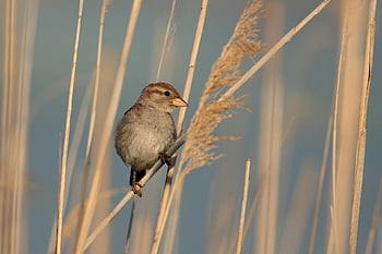 bird, nature, hummingbird, animal, feathers, avian, plumage, sparrow, wild, wildanimal, wildlife