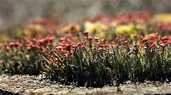 mech, lišejník, červená Heather Match, Cladonia Floerkeana, cladonia, rostlin, jaro, Příroda