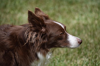 border collie, colley, chien, mammifère, animal, animal de compagnie, canin, fourrure, la nature, Prairie, en plein air