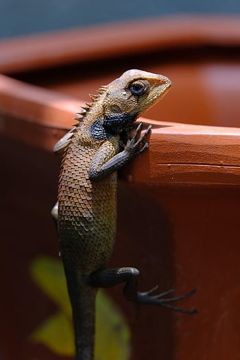 plaz, ještěrka, gecko, Příroda, zvíře, druh, stvoření