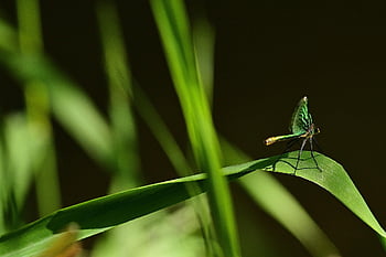 dragon-fly, green, wing, close Up, leaf, grass, flying Insect, summer, nature