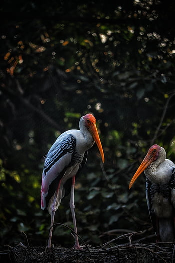 pták, Příroda, zobák, peří, zvíře, volně žijících živočichů, ptačí, ornitologie, květináčů, fotografie, Photographyslifee
