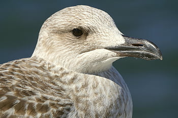 racek, pták, pláž, zvíře, peří, ornitologie, druh, fauna, ptačí, svět zvířat, pobřeží