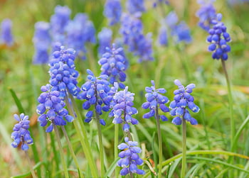 ム ス カ リ, 紫, バ イ オ レ ッ ト, 庭, 花, 春, 自然, 咲 く, 庭園, お 庭, 可愛 い
