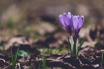 crocuses, flowers, flower Background, plant, petals, autumn Crocus, beautiful Flowers, purple Crocuses, purple Flowers, flower Wallpaper, bloom