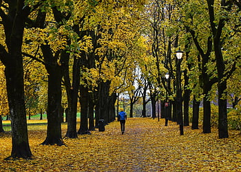 norway, oslo, scandinavia, city, travel, nature, europe, trees, spring, exercising, leaves