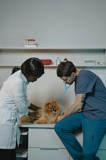 pomeranian, veterinář, kontrola, stetoskop, péče o mazlíčky, klinika, vyšetření psa, zdraví zvířat, veterinární klinika, malý pes, lékařská zkouška