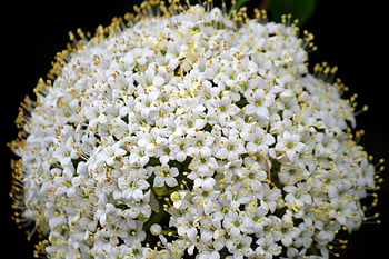 Blossoms belderberry, bezohlední pupeny, bezový květ, starší, bílý, keř, květ, držák kartáč, sambucus nigra, křičet, sambucus