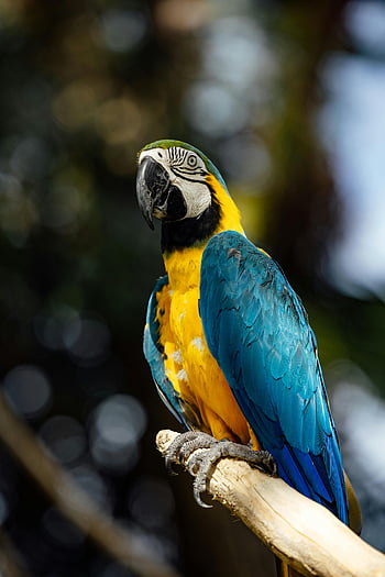 blue and yellow macaw, parrot, branch, close-up shot, blurred green background, striking colors, wildlife photography, tropical bird, nature, macaw perched, vibrant feathers