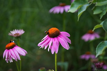 květ, coneflower, včely, hmyz, růžový, zahrada, květinový, květy, Příroda, tapeta na zeď, hd tapetu