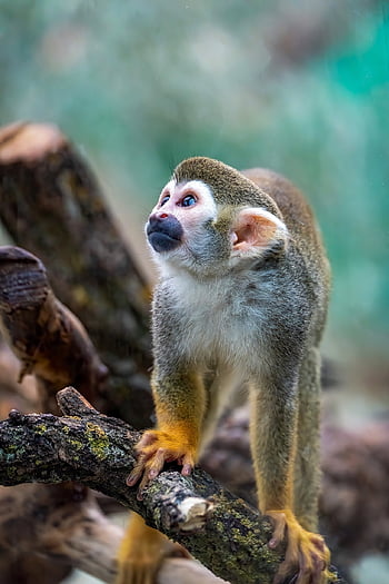 ekorn ape, ape, primat, dyr, jungel, vilt dyr, neo tropene, lille Ape, nysgjerrig, livlig, eksotisk