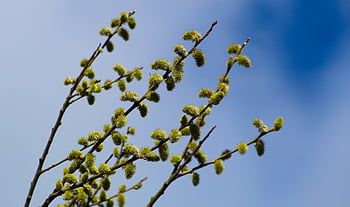 nature, plants, tree, branches, base, willow, spring, flowering, sky, closeup
