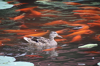 mallard, koi Fish, pond, duck, bird, waterfowl, water Bird, aquatic Bird, animal, feathers, plumage