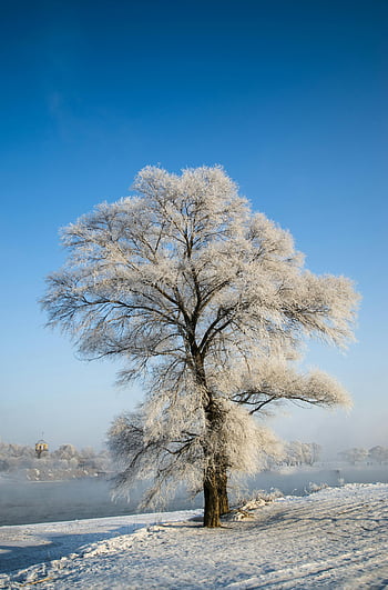 snow-covered tree, winter landscape, clear blue sky, serene scene, white-leafed tree, body of water, solitary tree, frosty branches, frozen tree, winter scenery, snowy tree