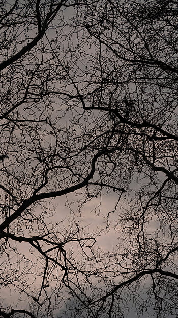 나무 가지 뒤의 구름, 벌거 벗은 나뭇 가지, 흐린 하늘, 복잡한 패턴, 나무 실루엣, 자연 사진, 겨울 장면, 구름 낀 날씨, 가지 패턴, 야외 풍경, 자연미