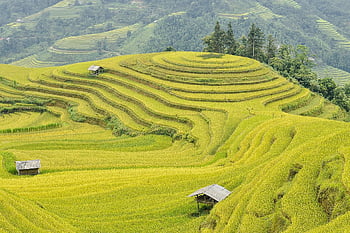 montagna, Vietnam, il villaggio, hoang su phi, terrazze, natura, villaggio, verde