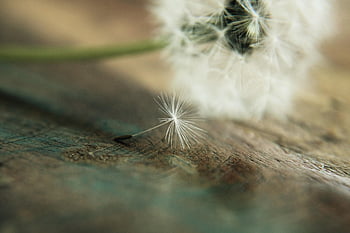 dandelion, umbrella, desktop Backgrounds, full Hd Wallpaper, flying Seeds, laptop Wallpaper, close Up, fluffy, blow, Wallpaper 1920x1080, meadow