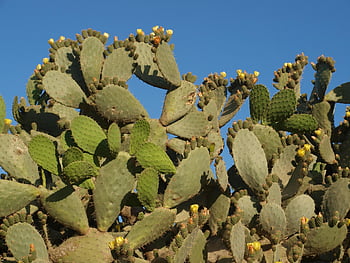 cactus, blossom, nature, prickly, succulent, sting, garden, flora, cacti, botany, vegetation
