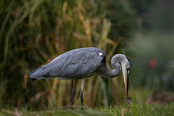bird, grey Heron, animal, avian, wildlife, wild Animal, nature, nature Photography, heron, reeds, grass